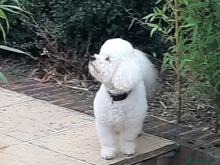 Bichon Frise dogs Dog for stud pedigree bichon frise great dog in Newton Stewart - Advert 1