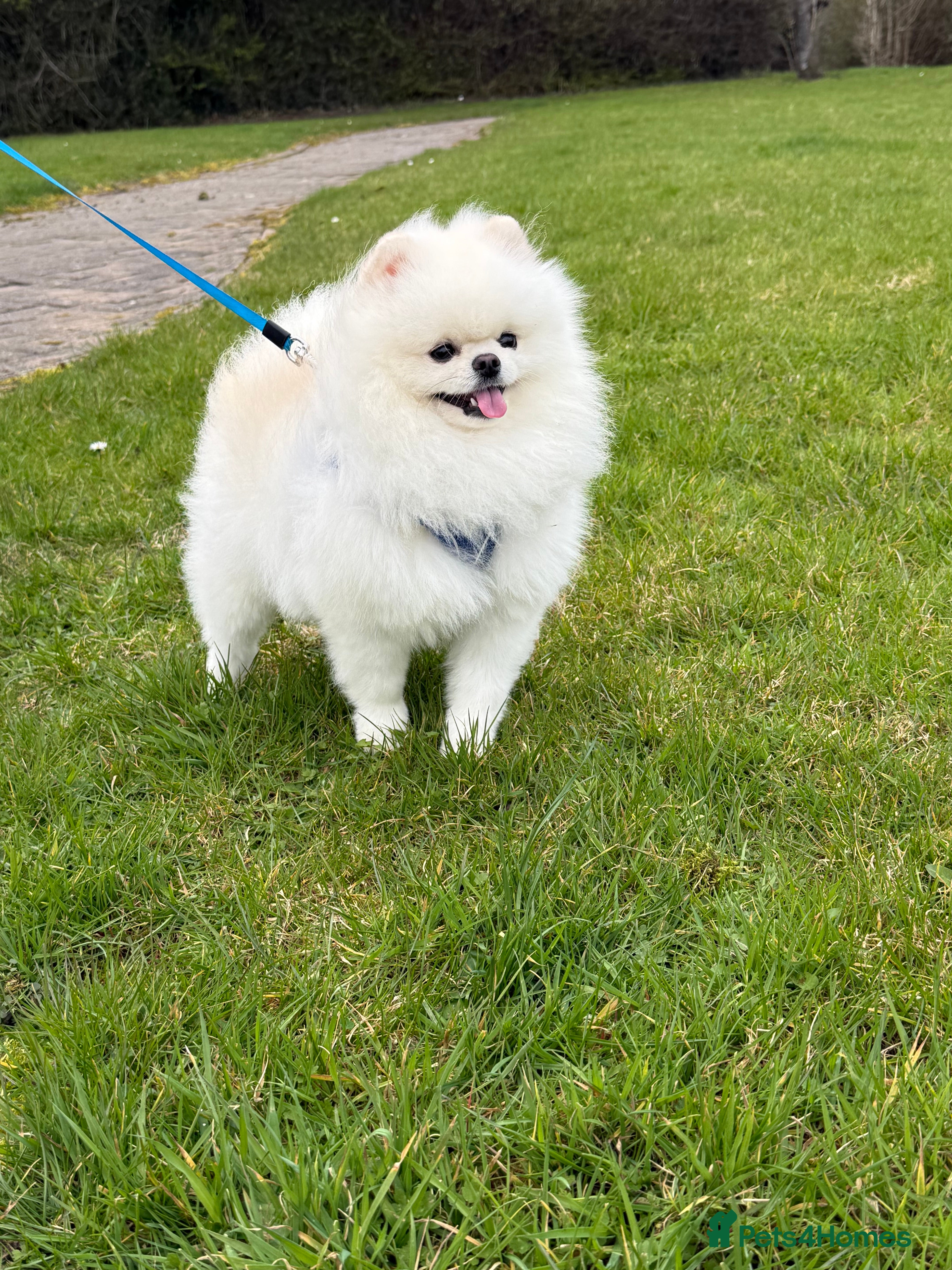 Pomeranian dogs Tiny Pomeranian (STUD USE ONLY) - Advert 12