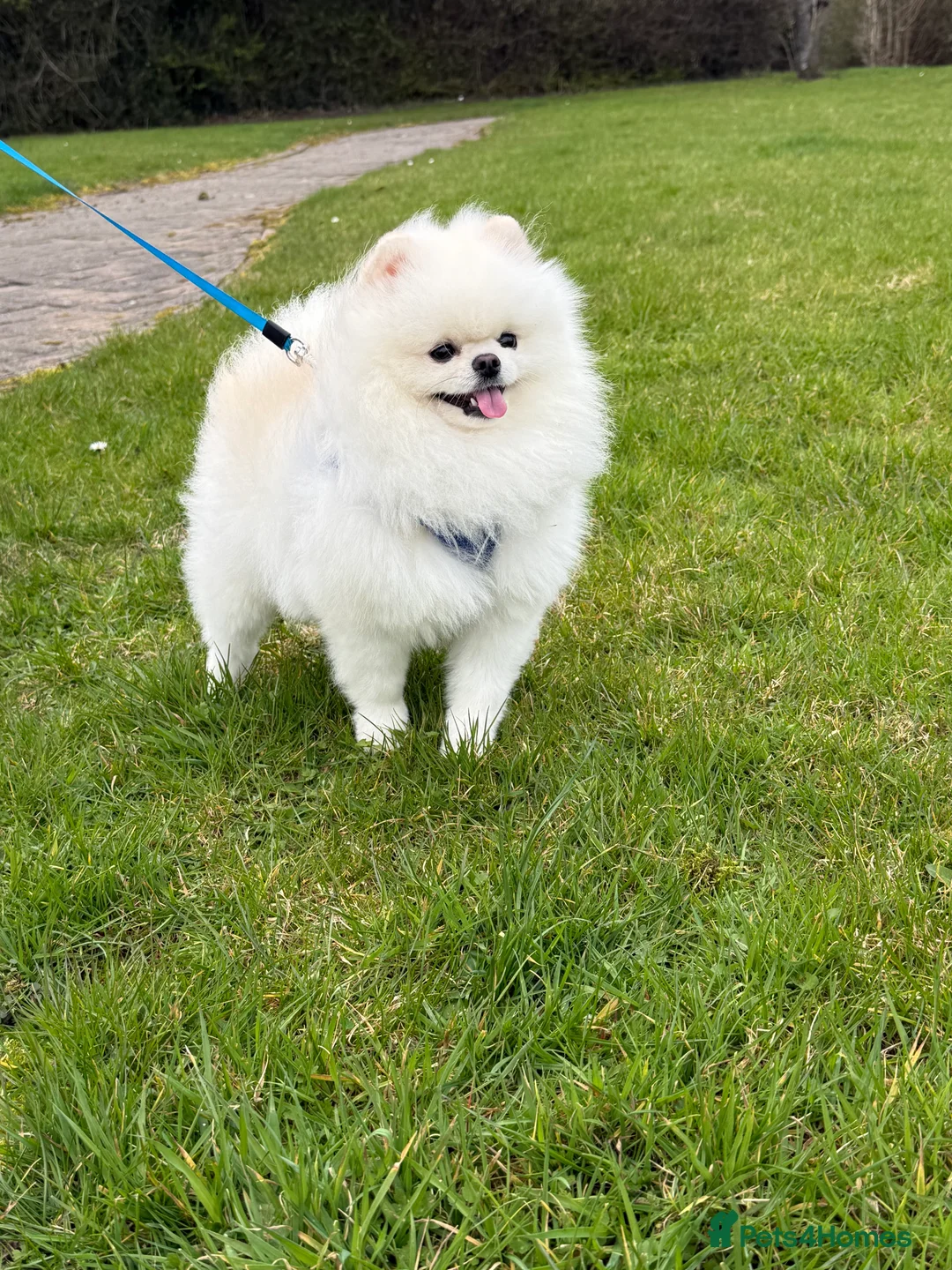 Pomeranian dogs for stud: Tiny Pomeranian (STUD USE ONLY) - Advert 1