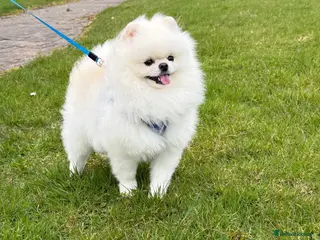 Pomeranian dogs Tiny Pomeranian (STUD USE ONLY) - Advert 12