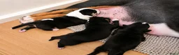 English Bull Terrier dogs for sale: 3 Beautiful English Bull Terrier Puppies  - Advert 5