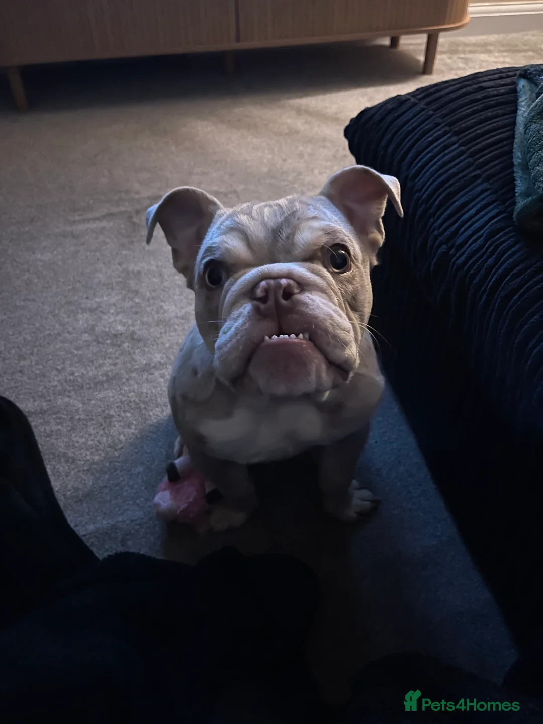 English Bulldog dogs for sale: Bulldog for rehoming  - Advert 5