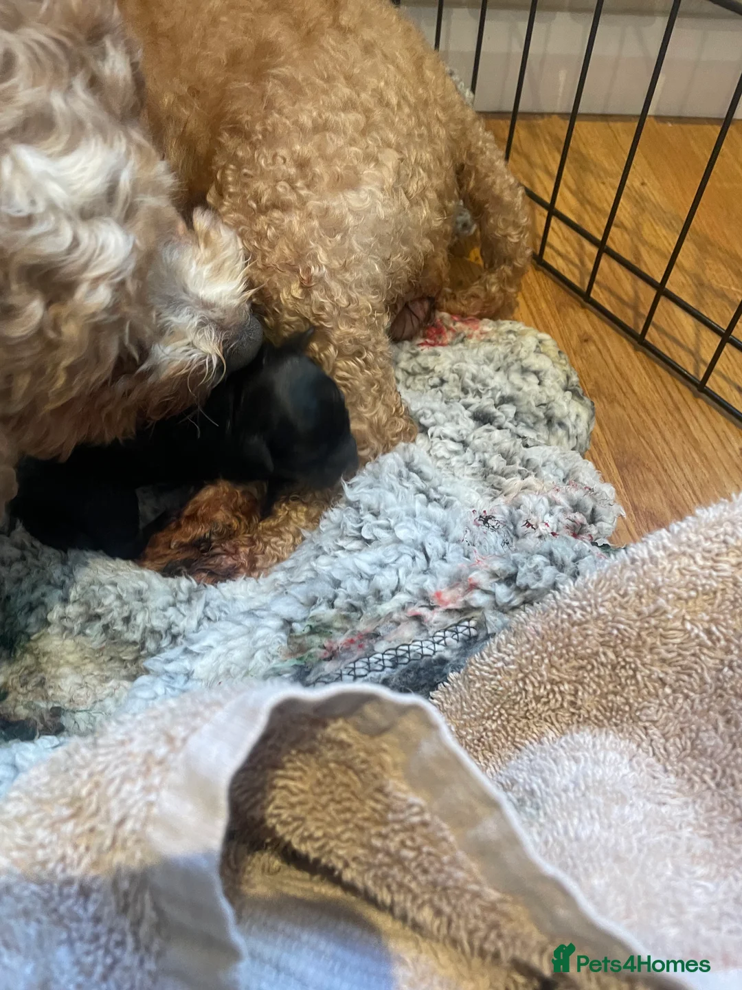 Pomapoo dogs for sale: Wolf sable pomapoos - Advert 18