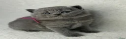 British Shorthair cats for sale: GCCF Registered British Shorthairs - Advert 6