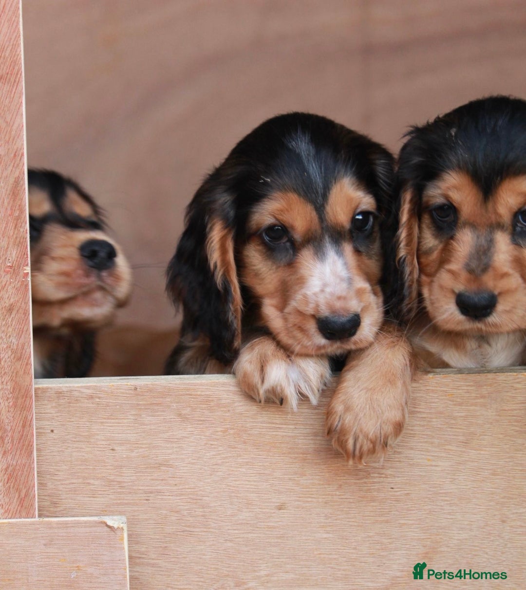 Cocker Spaniel dogs for sale: Full Cocker Spaniels Puppies  - Image 17