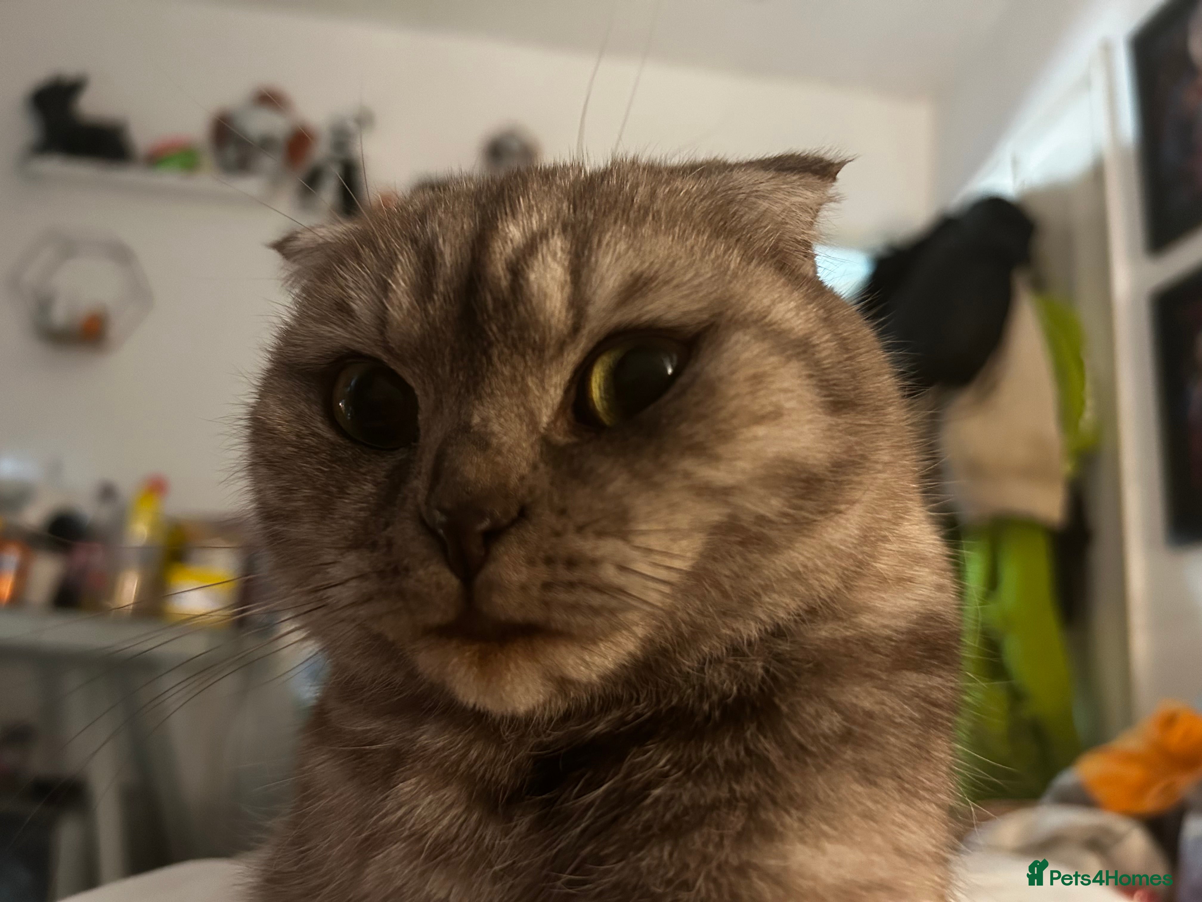 Scottish Fold cats 🐾 chocolate Scottish fold🐾 - Advert 2