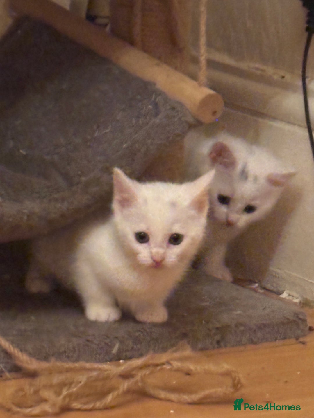 Mixed Breed cats for sale: 7 white kittens READY ASAP - Advert 15