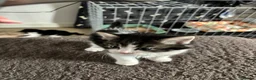Mixed Breed cats for sale: Cute Fluffy Kittens - Advert 10