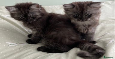 Mixed Breed cats - Advert 10