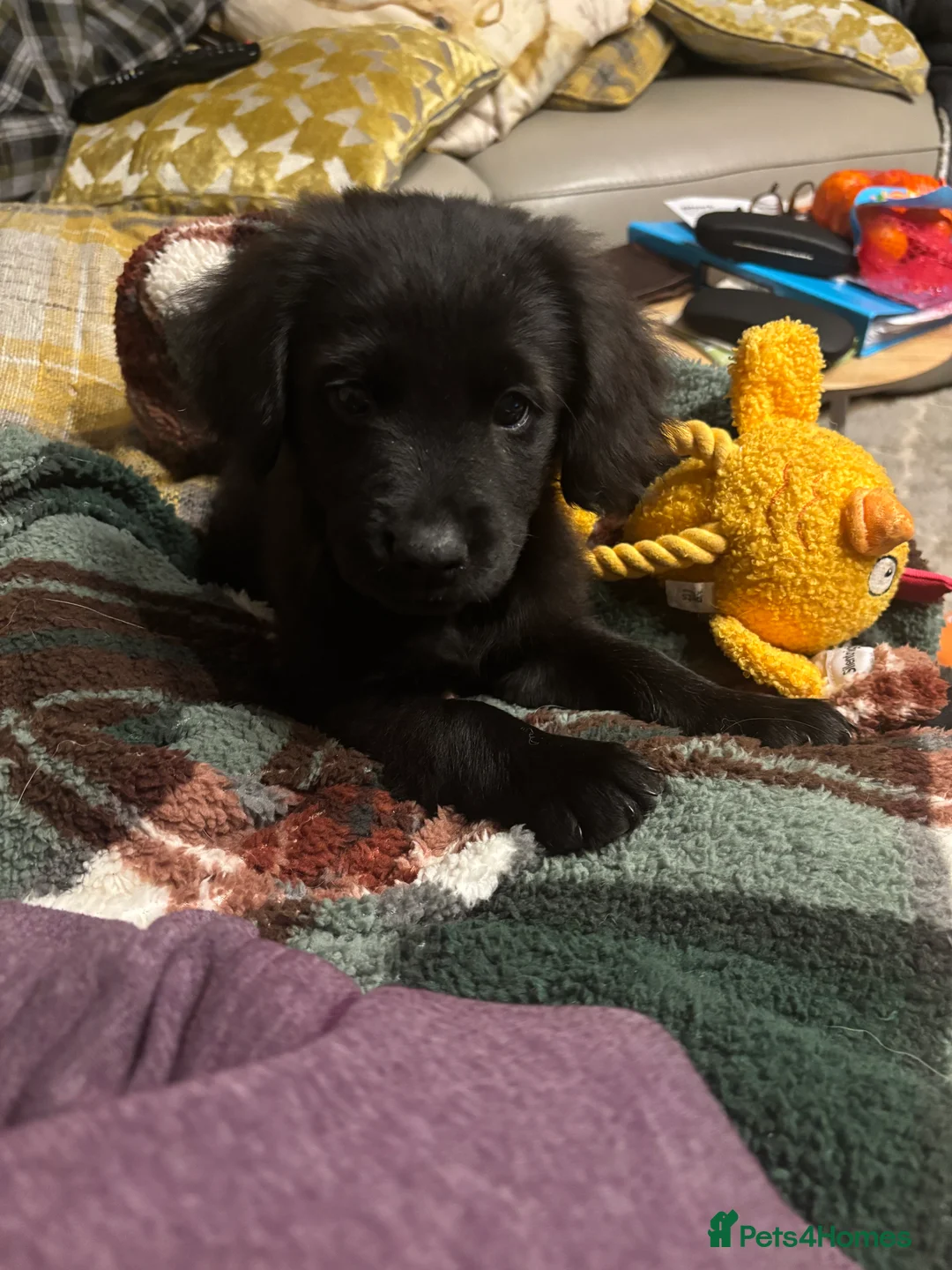 Mixed Breed dogs for sale: Cocker Spaniel cross Chow Chow puppies - Advert 6