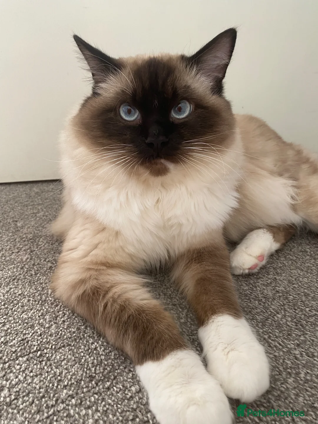 Ragdoll cats for sale: Ragdoll boy 10 months old - Advert 2