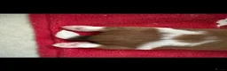 Shih Tzu dogs for sale: Beautiful litter of Shih Tzu puppies - Advert 4