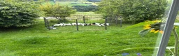 English Springer Spaniel dogs for sale: Chunky English Springer Spaniel Pups  - Advert 10