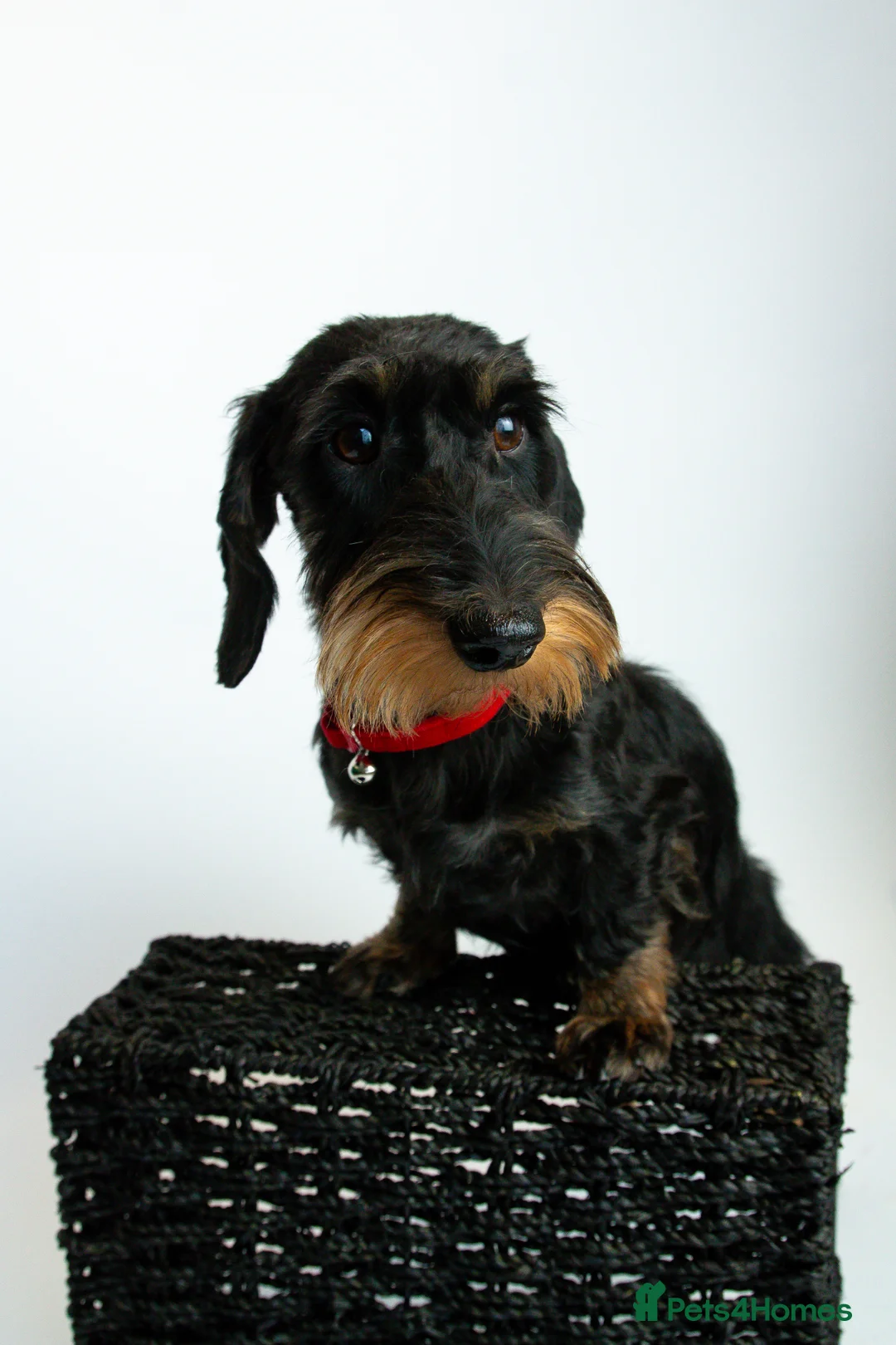Miniature Dachshund dogs for sale: 5 ⭐ licenced breeder mini wires  - Advert 2
