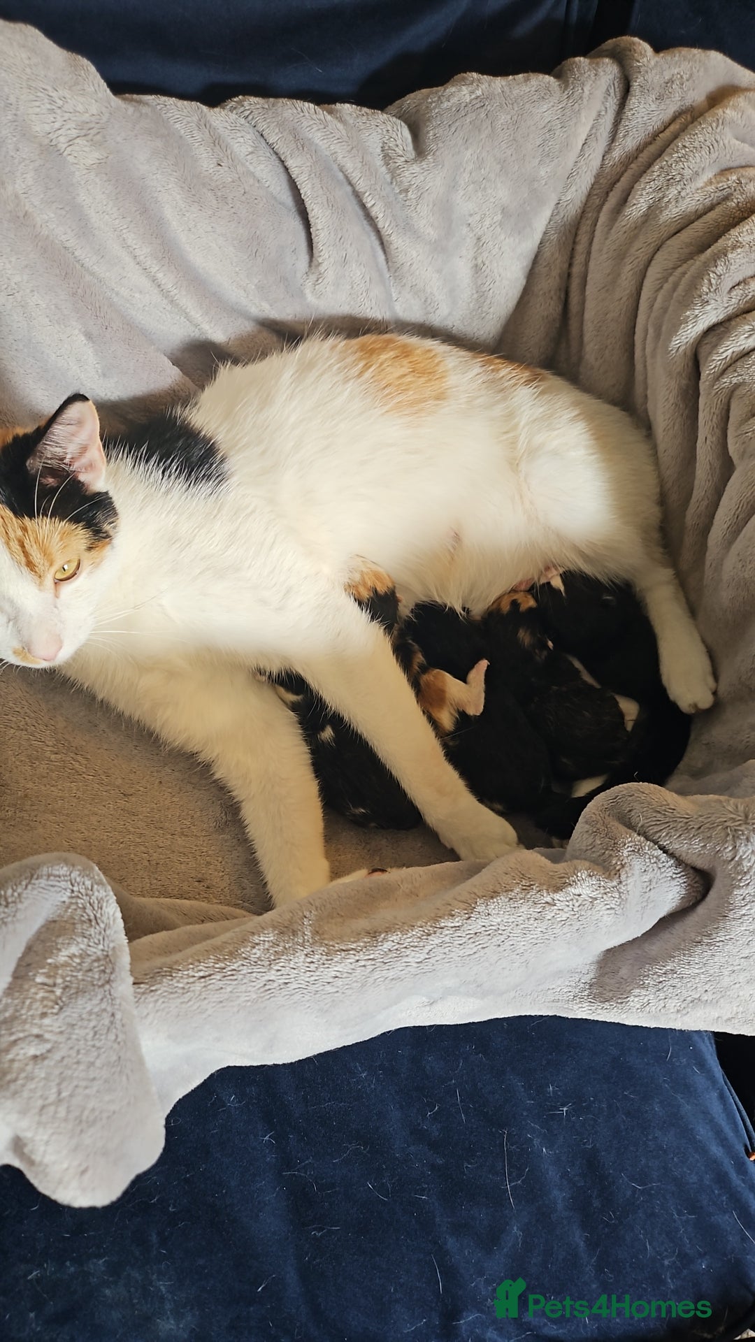 British Shorthair cats for sale: 2 Kittens For Sale - Image 3