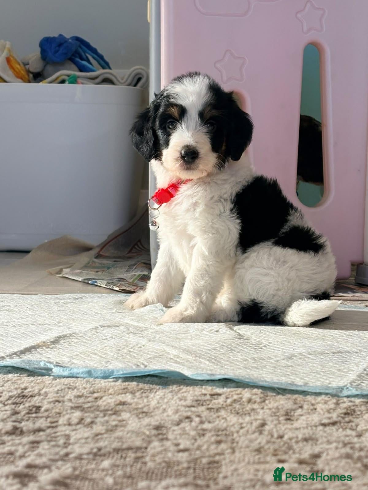 Bernedoodle dogs F1b health tested bernedoodle pups - Advert 2