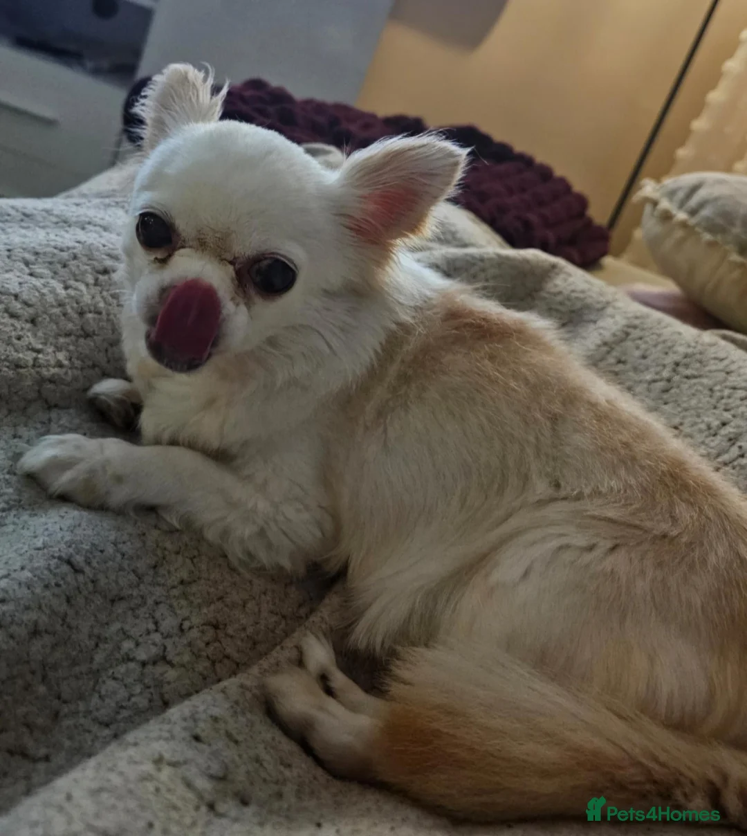 Chihuahua dogs for sale: Chihuahua for adoption - Advert 2