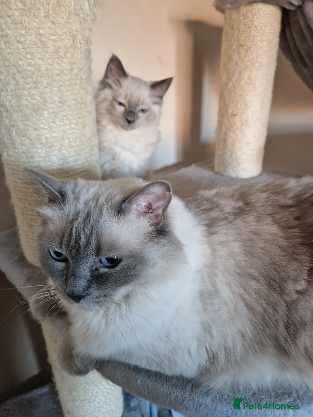 Ragdoll cats for sale: Boy and girl ragdolls - Advert 1