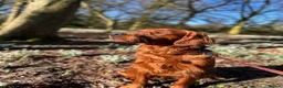 Mixed Breed dogs for stud: Golden Retriever x Irish Setter - Advert 6
