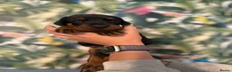 Dobermann dogs for sale: INTERNATIONAL CHAMPION EUROPEAN DOBERMANNS  - Advert 36