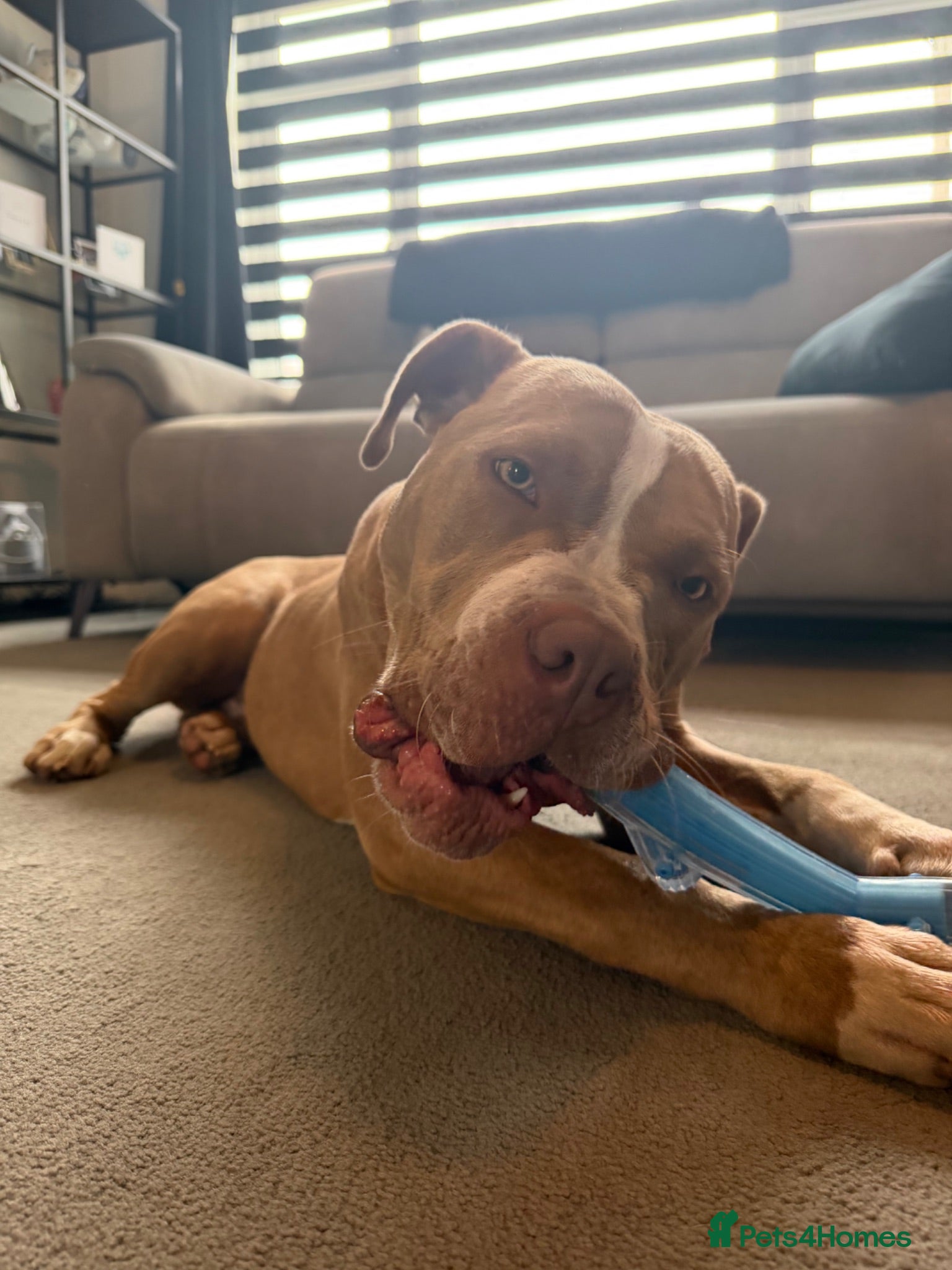 Mixed Breed dogs Beautiful 9 month old staff x boxer  - Advert 1