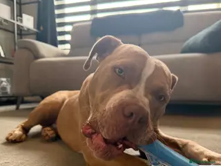Mixed Breed dogs Beautiful 9 month old staff x boxer - Advert 2