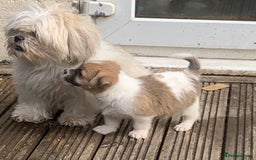 Mixed Breed dogs for sale: Shihtzu x jackrussell pups - Image 3