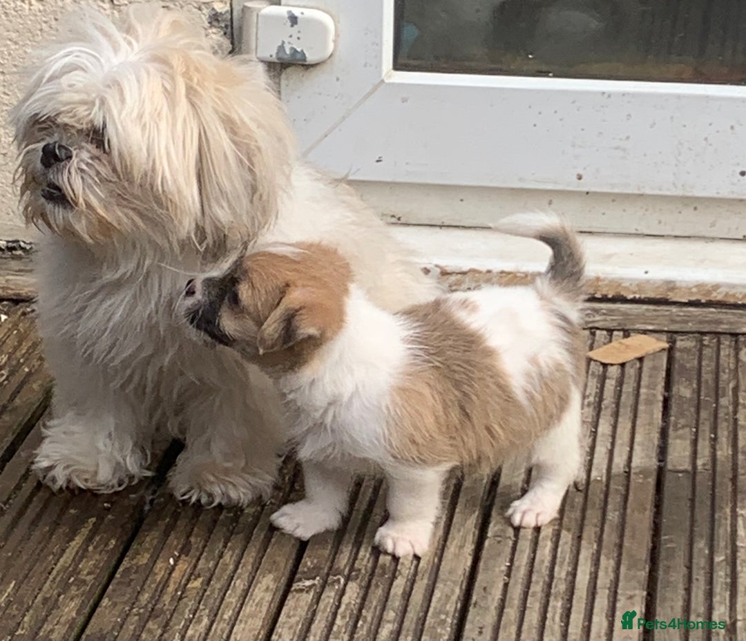 Mixed Breed dogs for sale: Shihtzu x jackrussell pups - Image 3