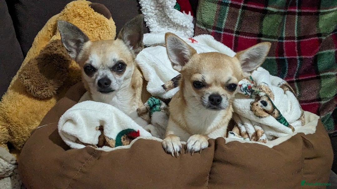 Chihuahua dogs for sale: 💖 3 Beautiful Chihuahua Puppies - Image 9