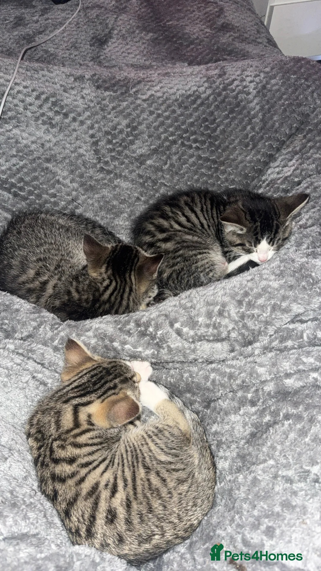 Mixed Breed cats for sale: 3 mixed tabby kittens for sale!  - Advert 6