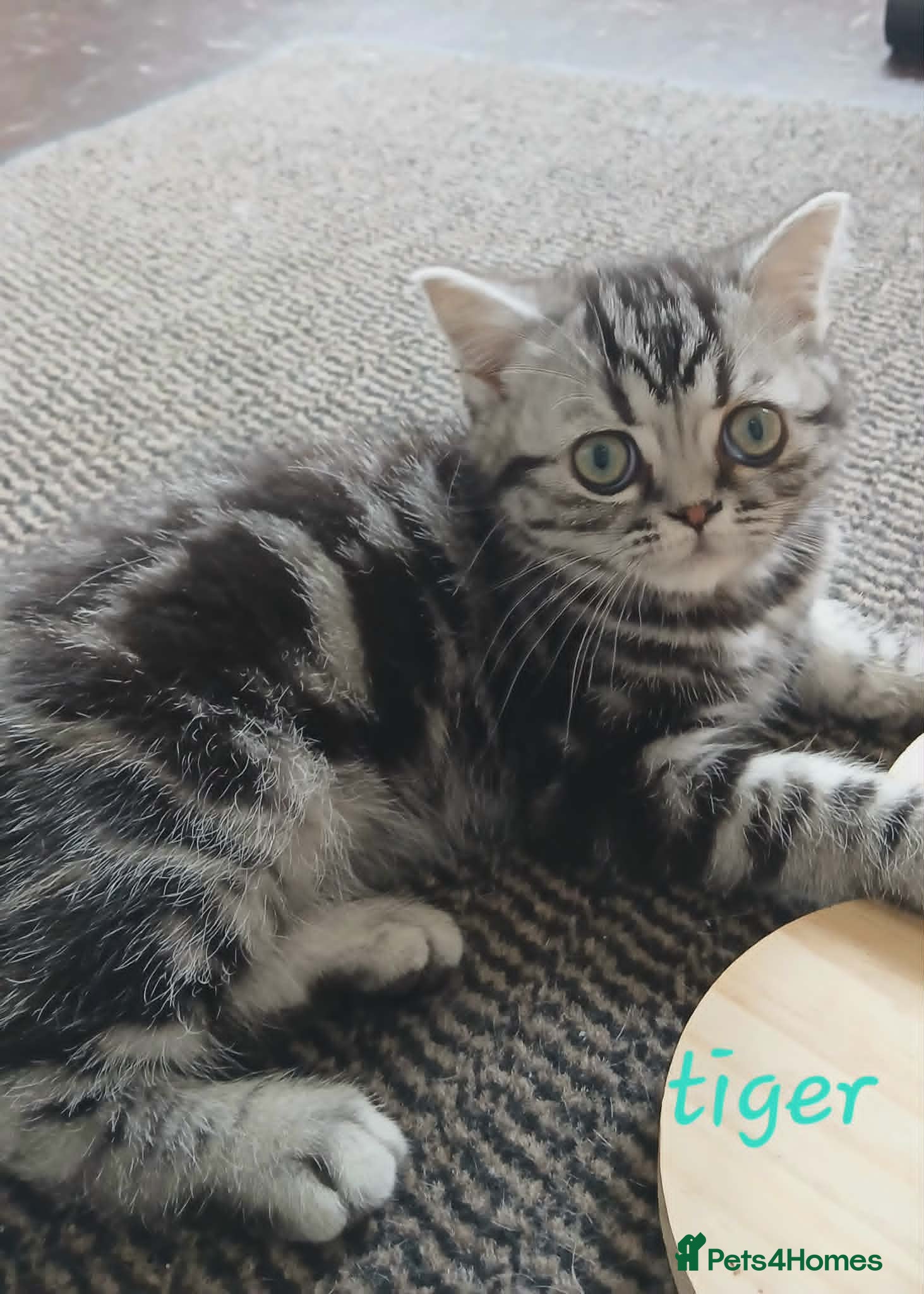British Shorthair cats Bsh. Silver Classic Tabby . - Advert 16