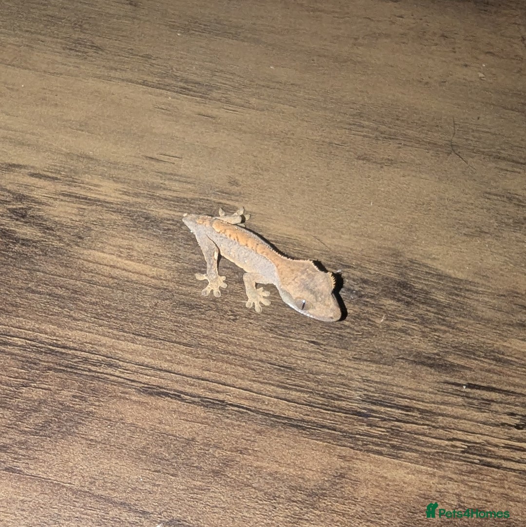 Gecko reptiles for sale: Lilly White Crested Gecko Hatchlings - Advert 4