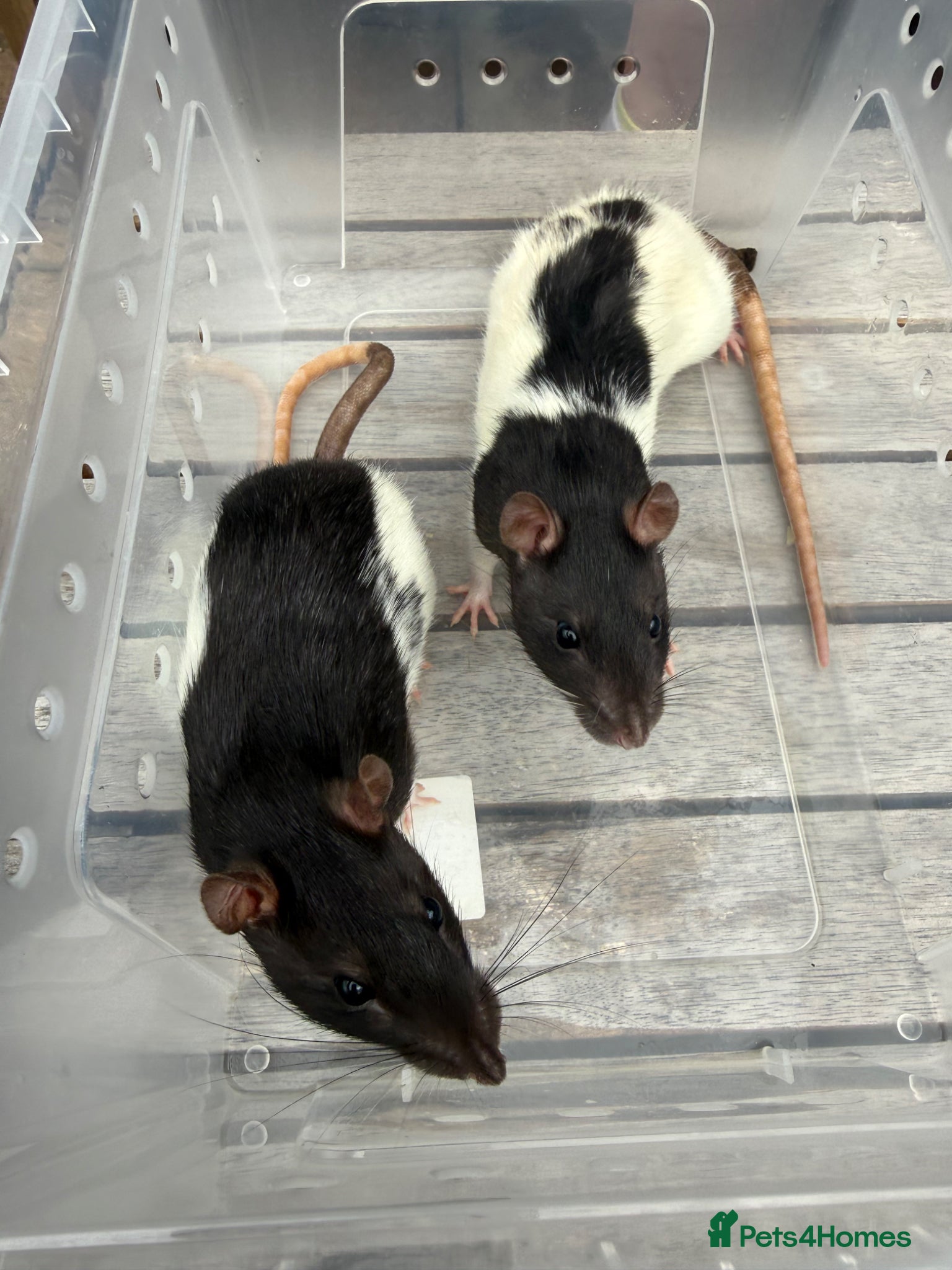 Rat rodents 2 x Female Rats  - Advert 12