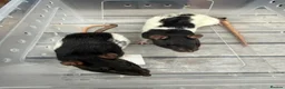 Rat rodents for sale: 2 x Female Rats  in Swindon - Advert 1