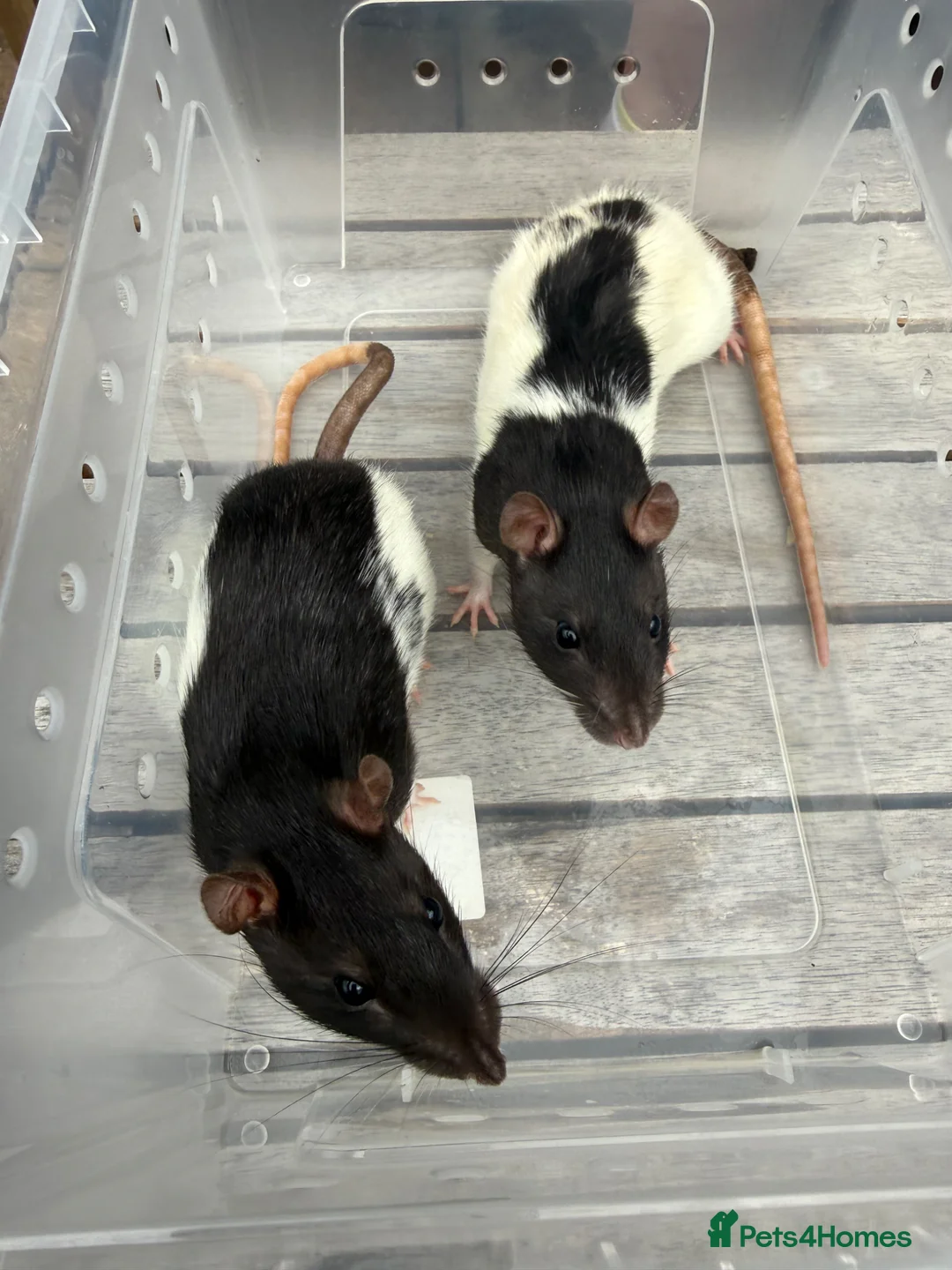 Rat rodents for sale: 2 x Female Rats  in Swindon - Advert 1