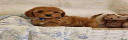 Cavapoo dogs for sale: 💖BEAUTIFUL LICENSED-BRED CAVAPOOS💖 - Advert 28