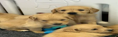 Golden Retriever 7