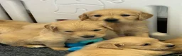 Golden Retriever dogs for sale: Kennel club registered beautiful litter of puppies - Advert 16