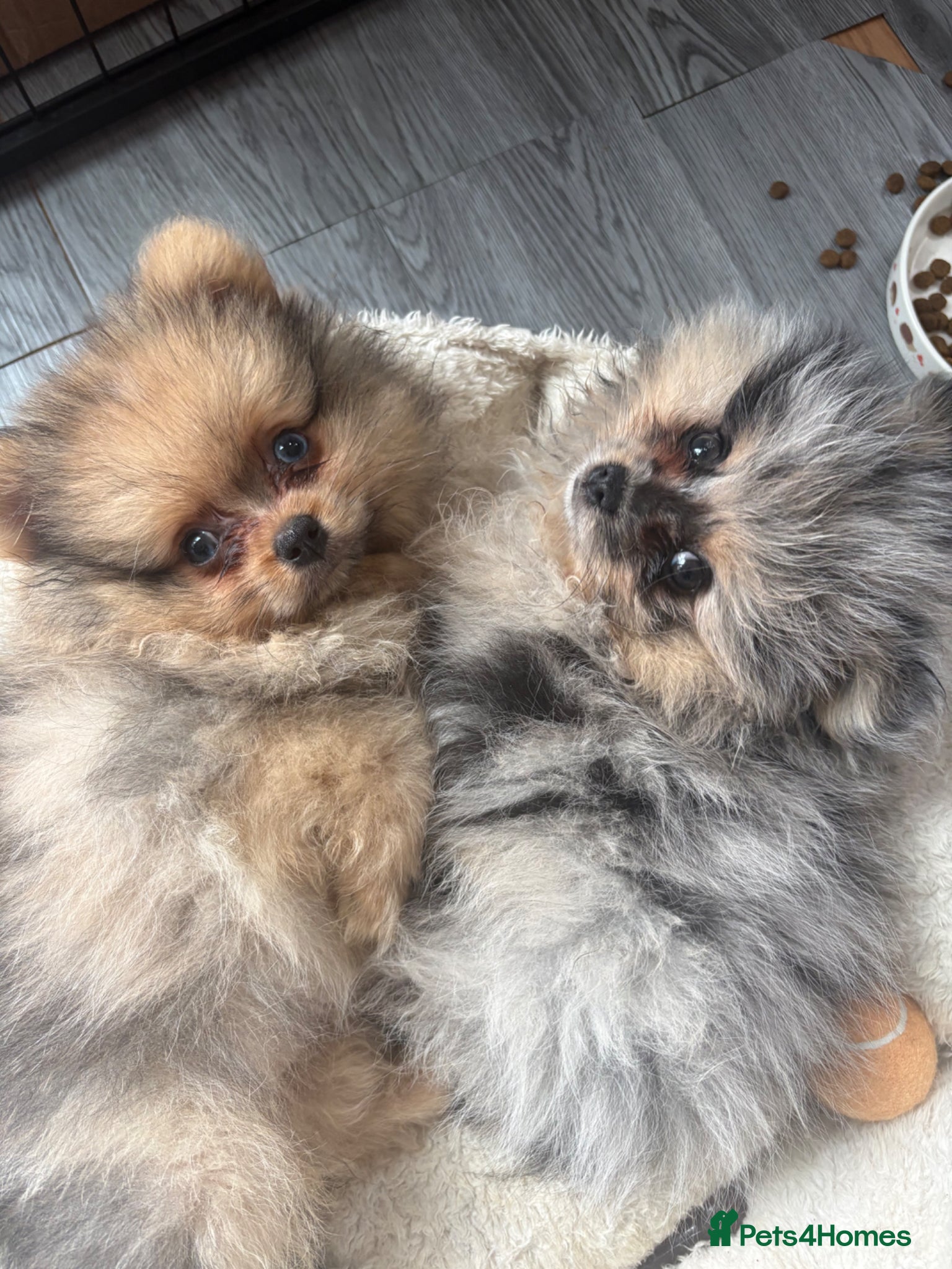 Pomeranian dogs Pomeranian puppies ready to go - Advert 20