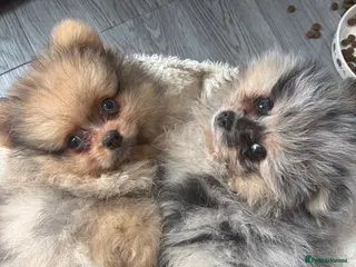 Pomeranian dogs Pomeranian puppies ready to go - Advert 5