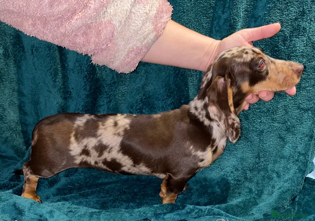 Miniature Dachshund dogs for sale: Miniature Dachshunds - Advert 4