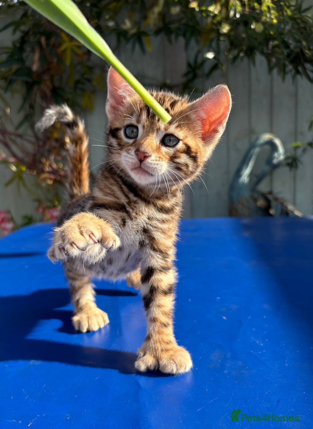 Keetso cats for sale: Stunning golden keetsos  - Image 20