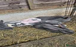 Continental Giant rabbits for sale: Merle colours  , rusian blue fur  - Image 27