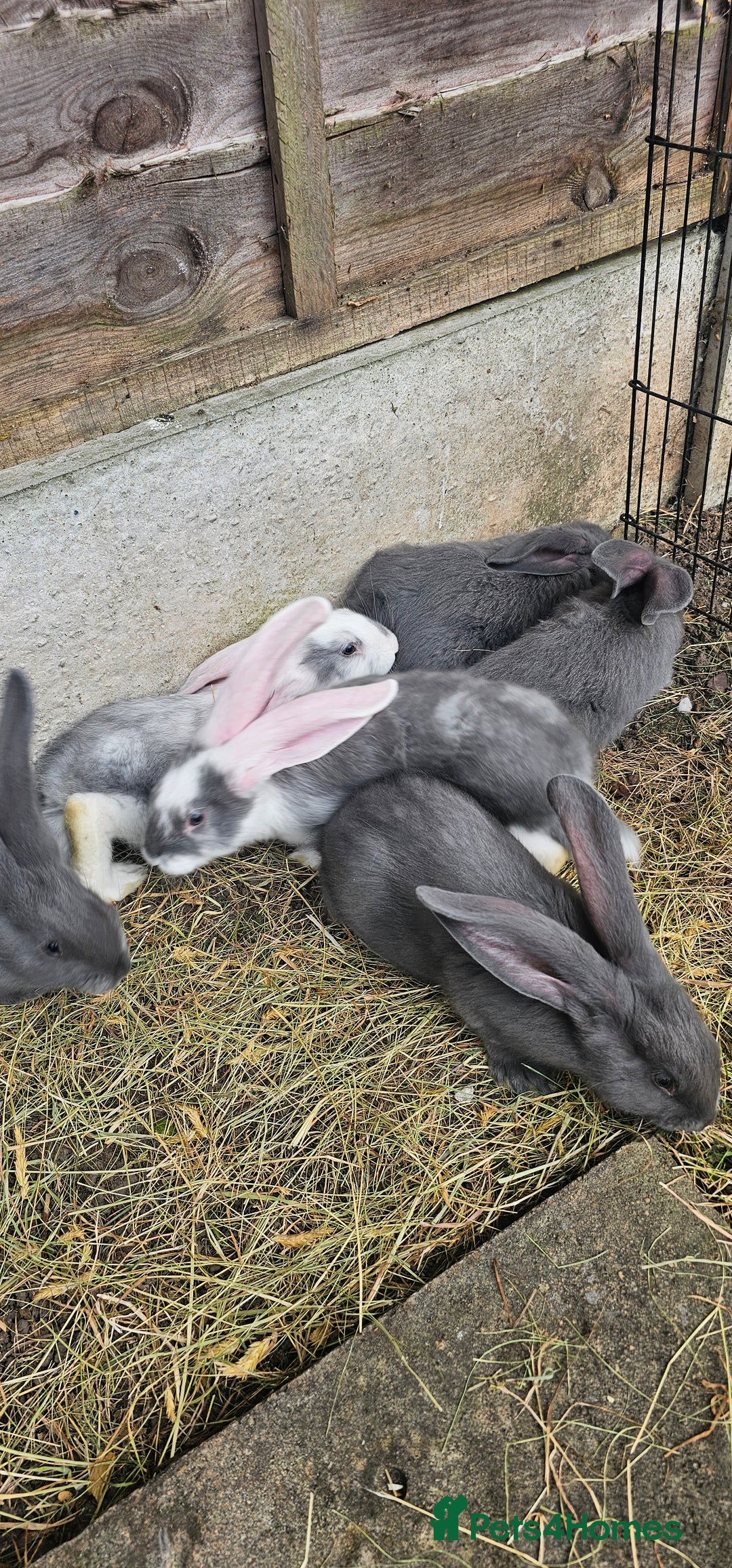 Continental Giant rabbits for sale: Merle colours  , rusian blue fur  - Image 27