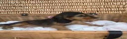 Cocker Spaniel dogs for sale: 1 boy Beautiful show type cocker puppy’s  - Advert 8