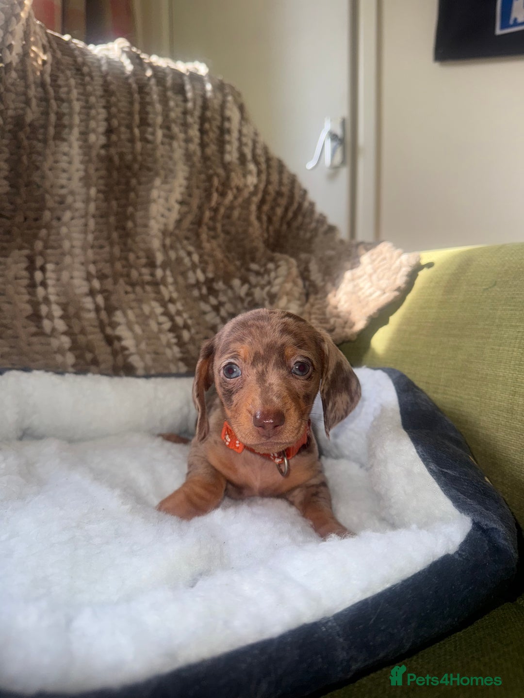 Miniature Dachshund dogs for sale: True miniature smooth coat dachshund puppies  - Image 11