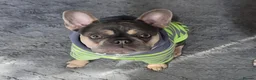 French Bulldog dogs for sale: Lilac and fawn micro french bulldog female  - Advert 3