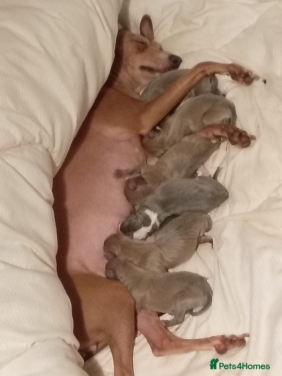 Italian Greyhound dogs for sale: KC registered Perfect Italian greyhound puppies  - Advert 3
