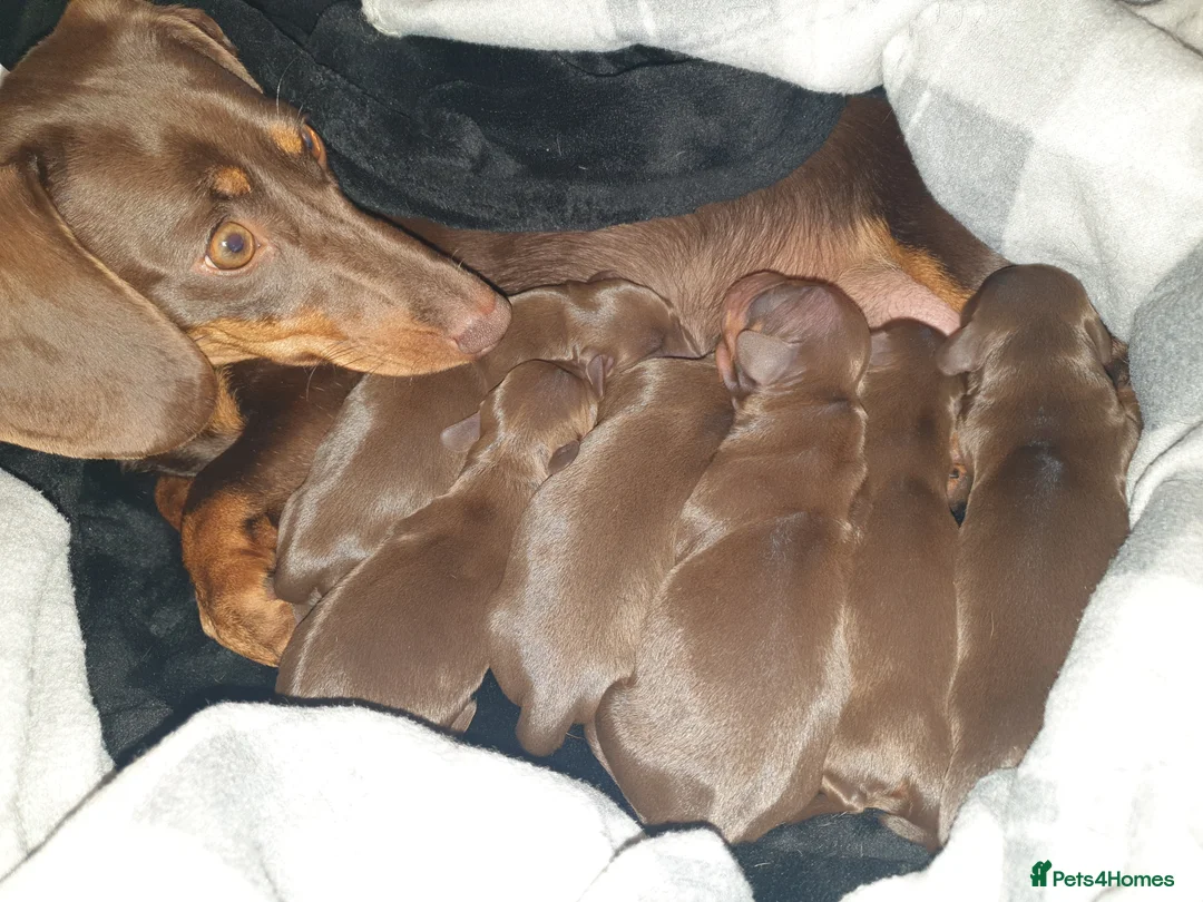 Miniature Dachshund dogs for sale: Chocolate and tan miniature dachshunds in Pontefract - Advert 2