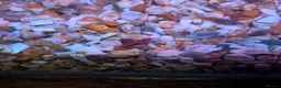 Shrimps fish for sale: Young Red cherry shrimp  - Advert 2